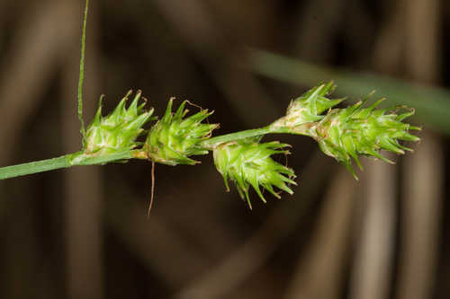 Carex reniformis #20